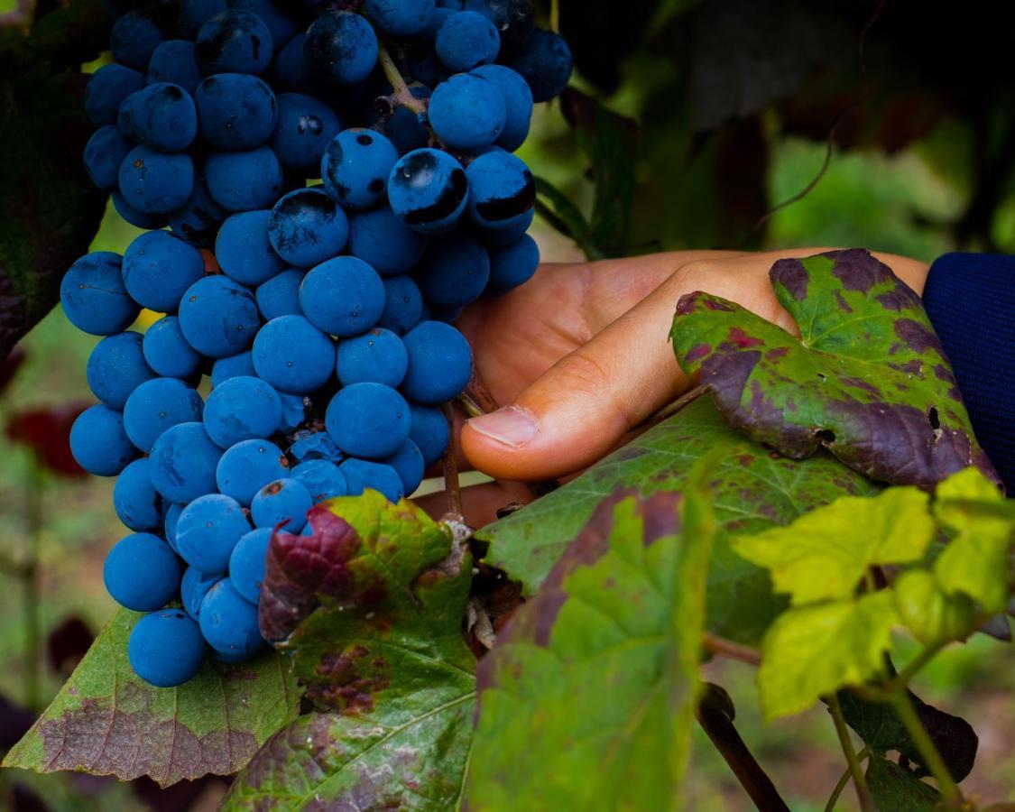 Quinta Do Tapadinho - Wine & Tourism Villa Moimenta Eksteriør billede